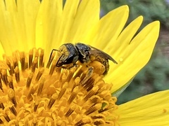 Halictus ligatus
