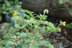 Senna apiculata