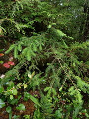 Picea sitchensis