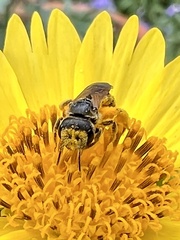 Halictus ligatus