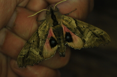 Paonias excaecata