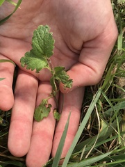 Lamium purpureum
