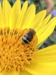 Halictus ligatus