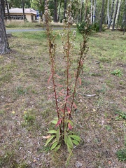 Solidago virgaurea