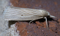Eoreuma densellus