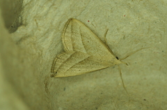 Macrochilo absorptalis