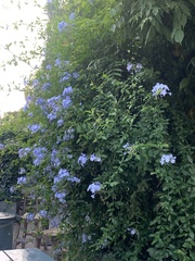 Plumbago auriculata