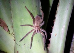 Cupiennius salei