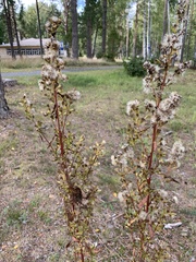 Solidago virgaurea