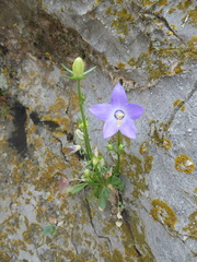 Campanula pyramidalis