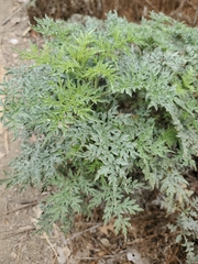 Ambrosia confertiflora
