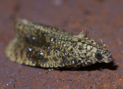 Olethreutes astrologana