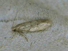 Pseudotelphusa