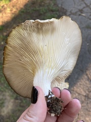 Pleurotus populinus