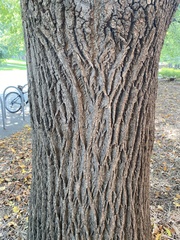 Tilia americana americana