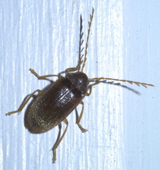 Ptilodactyla