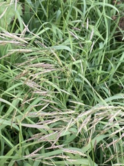 Bromus inermis