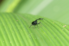 Cycnotrachelodes