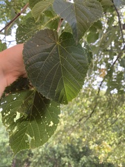Tilia americana americana