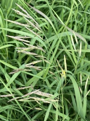 Bromus inermis