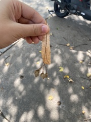 Tilia americana americana