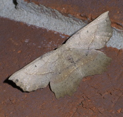 Euchlaena obtusaria