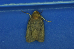 Orthodes cynica