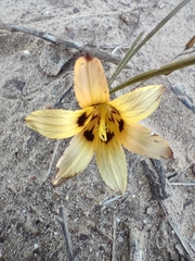 Romulea luteoflora