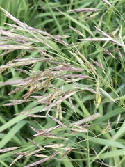 Bromus inermis