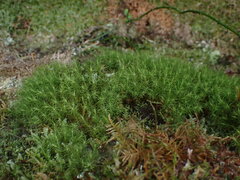 Bartramia pomiformis