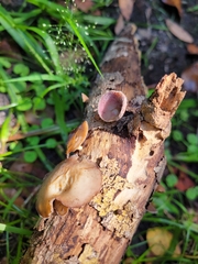 Auricularia fuscosuccinea
