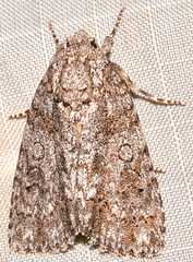 Acronicta hamamelis