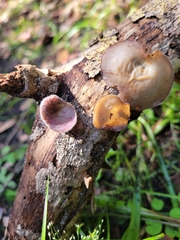 Auricularia fuscosuccinea