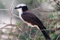 Eurocephalus ruppelli