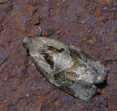 Archips grisea