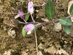 Polygala japonica