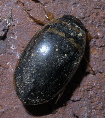Thermonectus basillaris basillaris