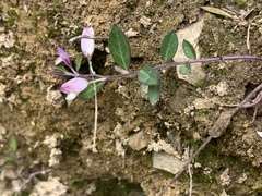 Polygala japonica