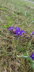 Anchusa officinalis