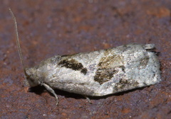 Archips grisea