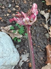 Haemanthus