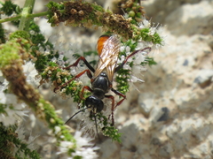 Sphex flavipennis