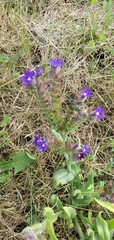 Anchusa officinalis