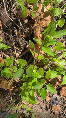 Clematis drummondii