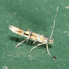 Cosmopterix
