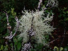 Usnea