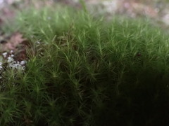 Bartramia pomiformis