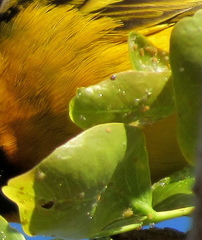 Ciriacremum capense