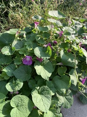 Ipomoea purpurea