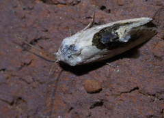 Ponometia erastrioides